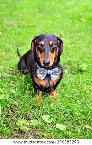 Black and tan miniature Dachshund, purebred dog in bow tie, outdoors, selective focus, toned image