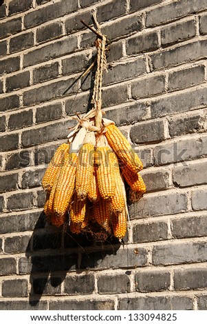 A group of ripe yellow corn cobs hanging out to dry in the sun