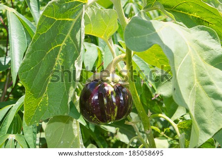 Image of an eggplant with green leaves and a dark purple vegetable.