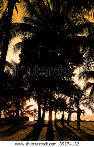 Image of palm trees silhouetted against the setting sun, Mauritius, Indian Ocean.