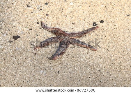A live starfish resting on the sea  bed in shallow water