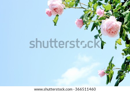 pink roses under blue sky