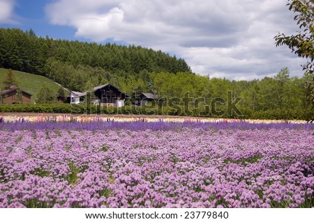 field of hydrangea