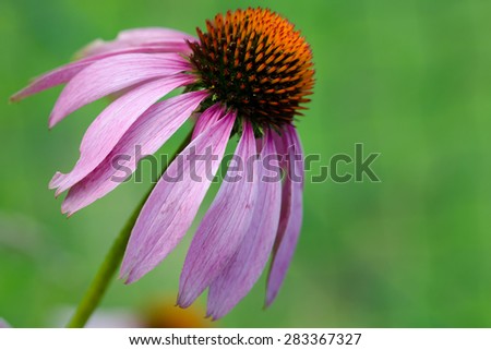 a single exempted purple cone flower