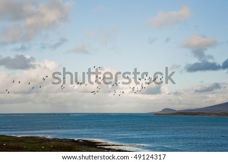 Flying geese on the isle of Islay, Scotland