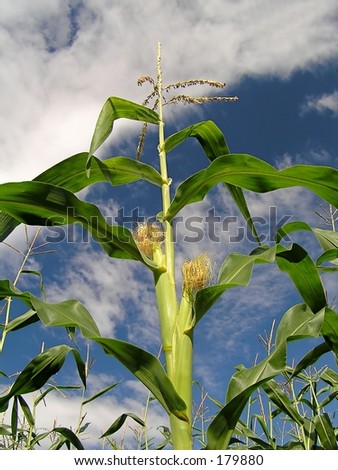 view up to the cloudy sky inside a indian corn field  with one big plant