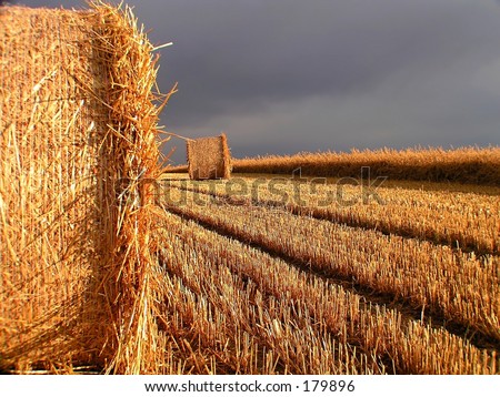 big straw roll after crop of the grain field with blue cloudy sky