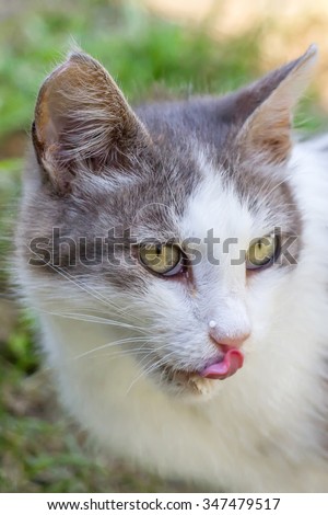 Wild country grey cat tongue summer nature