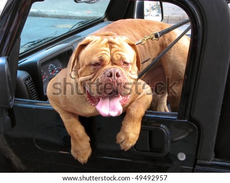 French Mastiff dog eagerly hangs out the truck window, tongue is hanging out