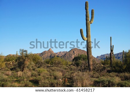 Arizona desert terrain showing various desert foliage and mountains.