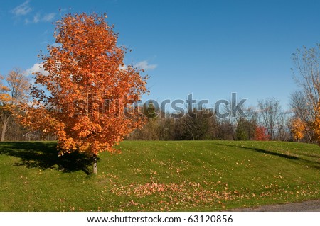 Autumn tree with colored leaves and its dead leaves beneath it in the grass.