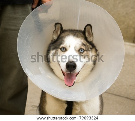 TORONTO, CANADA – JUN 12: A husky enjoys Woofstock, the largest outdoor festival for dogs in North America since 2003, in the St. Lawrence Market Neighborhood June 12, 2011 in Toronto, Ontario.