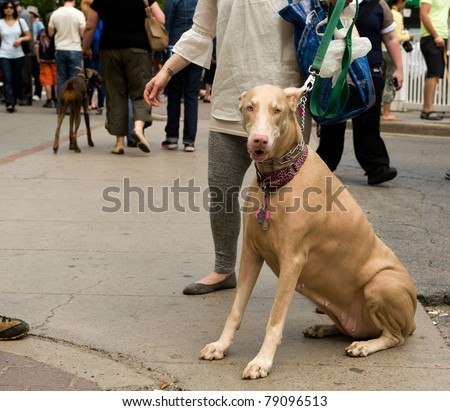 TORONTO, CANADA – JUN 12: Dog lovers gather at Woofstock, the largest outdoor festival for dogs in North America, including this rare albino Doberman Pinscher, June 12, 2011 in Toronto, Ontario.