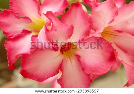 Beautiful pink azalea flowers tropical flowers. Desert roses in the garden