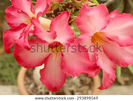 Beautiful pink azalea flowers tropical flowers. Desert roses in the garden