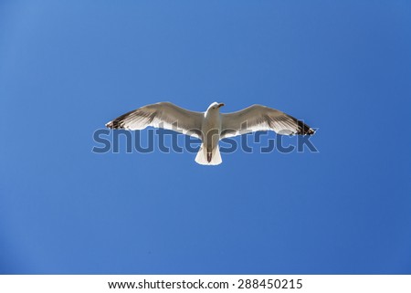 A seagull with wide open wings