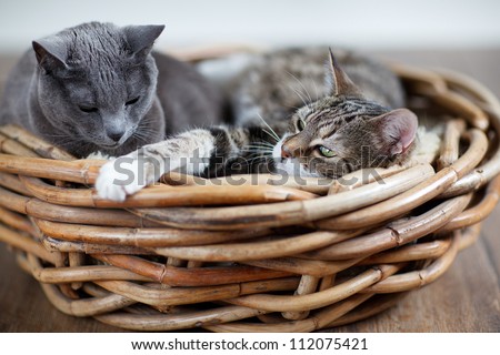 Two sleepy cats cuddling in wicker basket