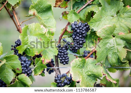 Fully ripe red Grapes in vineyard in late summer