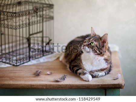 Cat looking for bird near cage with feathers on table