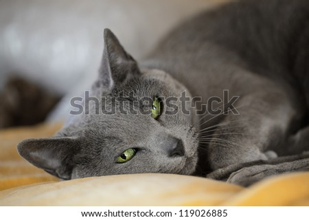 Portrait of a sleepy purebred Russina Blue Cat
