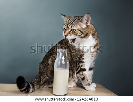Portrait of a three-colored european house cat with milk in bottle