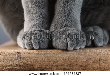 Detail shot of soft Cat paws while sitting on table