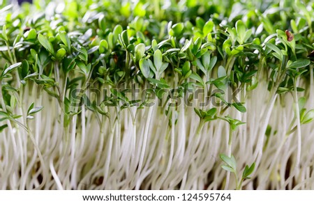 Fresh sprouts of garden cress ready for preparation