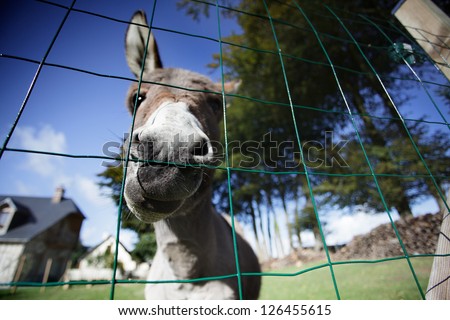 Funny small grey donkey in his fenced area on the grass