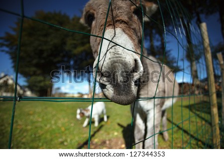 Funny small grey donkey in his fenced area on the grass