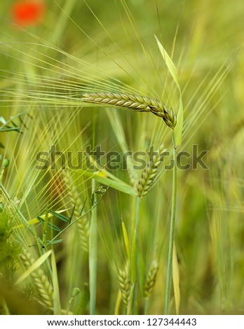 Detail of Cereal Plants on the field in Spring