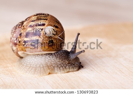 Closeup of brown Grapevine Snail Cornu Aspersum carrying a small snail on her back
