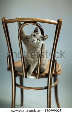 Studio Portrait of a elegant and beautiful purebred Russian Blue Cat on antique wooden Chair