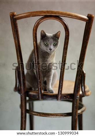 Studio Portrait of a elegant and beautiful purebred Russian Blue Cat on antique wooden Chair