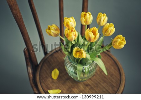 Beautiful bright yellow tulips in Still Life in Glass Vase on antique wooden Chair