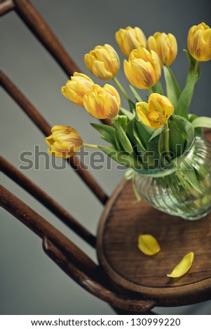 Beautiful bright yellow tulips in Still Life in Glass Vase on antique wooden Chair