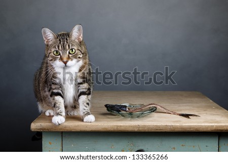 Portrait of a three colored housecat sitting on table with an eaten herring looking guilty towards the viewer