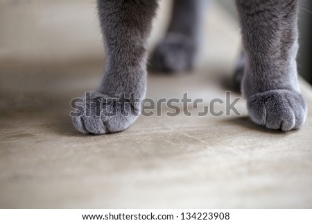 Detail Shot of soft Russian Blue Cat feet