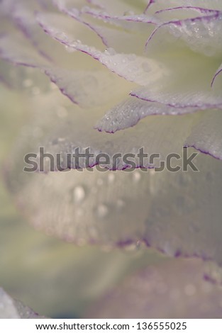 Close Up of single soft pastel colored buttercup flower with small dew drops