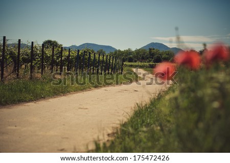 Bright Red Poppy Flowers at a Vineyard in Palatinate Germany in Summer
