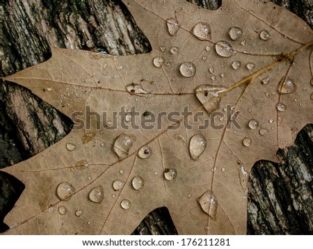 Fallen brown Oak Leaf in Autumn Forest with water drops