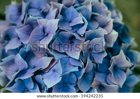 Still Life with blue  pastel colored Hortensia Flowers in Tin Can