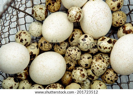 Quail Eggs and Duck Egg in small metal basket