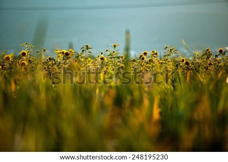 Field of Sunflowers on a sunny summer afternoon