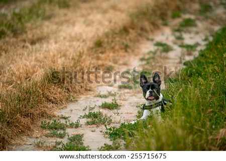 Small Boston Terrier resting in the grass on path through the fields