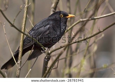 Eurasian Blackbird (Turdus merula), also Common Blackbird