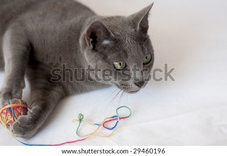 Portrait of a Russian Blue, playing with wool ball