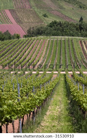 Vineyard in Southwest Germany, Rhineland-Palatinate, in Spring