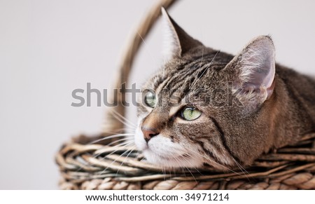 Cat Protrait of a common european house cat