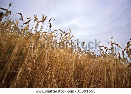 Fields of Wheat at the end of summer, fully ripe