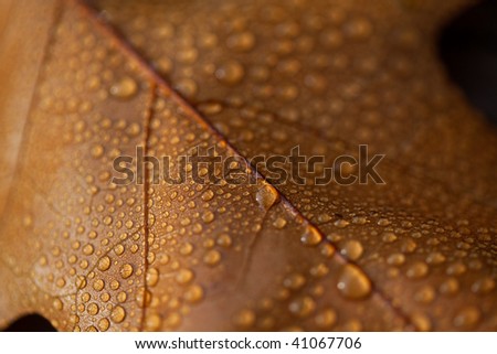 Autumn leaf with dew drops in late October
